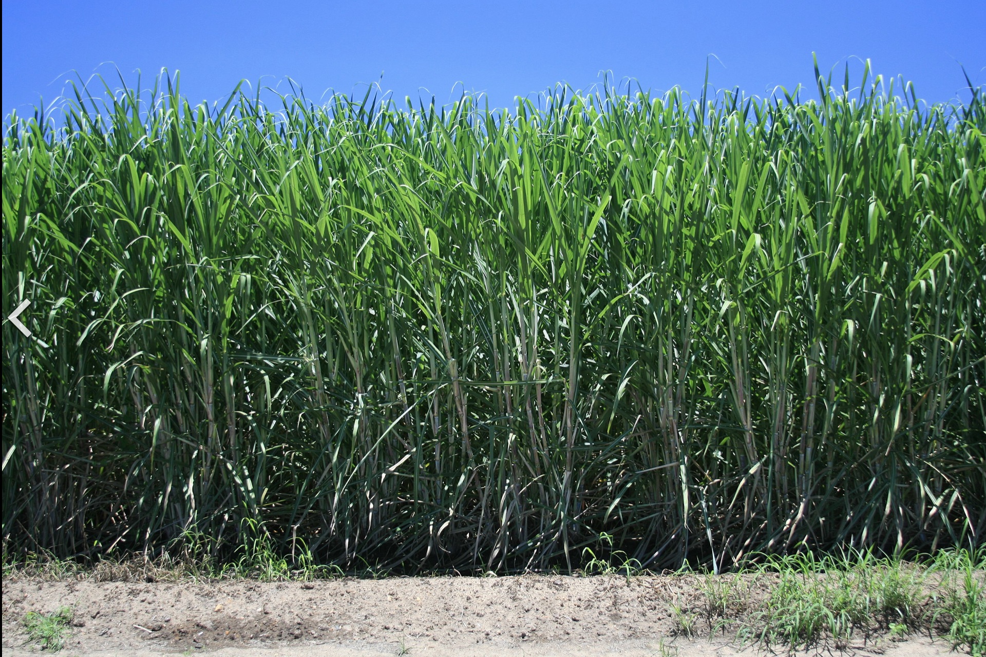 Sugar cane over two metres tall in North Queensland. 