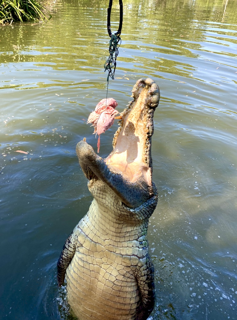 Should we cull crocodiles?