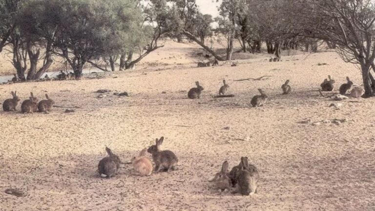 A town that lived off the rabbit’s back